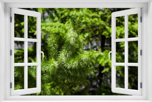 Fototapeta Naklejka Na Ścianę Okno 3D - Pine branch in the forest, soft focus