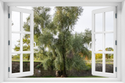 Fototapeta Naklejka Na Ścianę Okno 3D - alte knorrige Weide Neuf Brisach