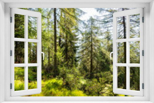 Fototapeta Naklejka Na Ścianę Okno 3D - foresta