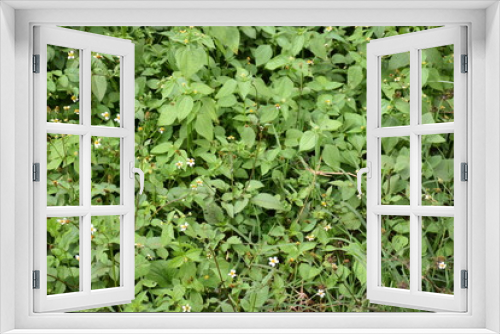 Fototapeta Naklejka Na Ścianę Okno 3D - Garden Beauty 