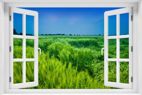 Fototapeta Naklejka Na Ścianę Okno 3D - Wheat field