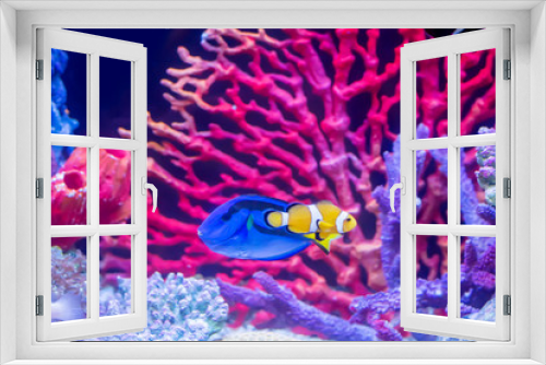 Fototapeta Naklejka Na Ścianę Okno 3D - The marine fish are color of the sea.