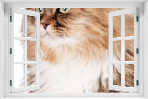 Fototapeta Naklejka Na Ścianę Okno 3D - portrait of Siberian cat.