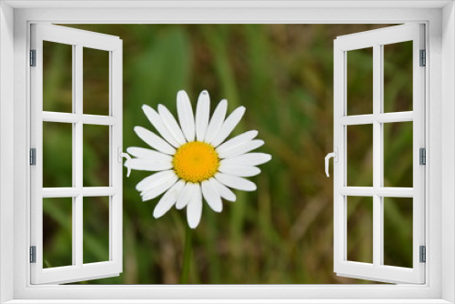 Fototapeta Naklejka Na Ścianę Okno 3D - beautiful innocent daisy