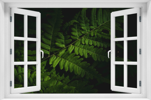 Fototapeta Naklejka Na Ścianę Okno 3D - Photo of fern (Pteridium aquilinum) leaf in summer mixed forest, on the black background, blurred contours of fresh greenery with soft sunlight