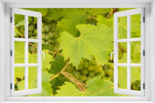 Fototapeta Naklejka Na Ścianę Okno 3D - The grapes. Leaves and thunderstorms.