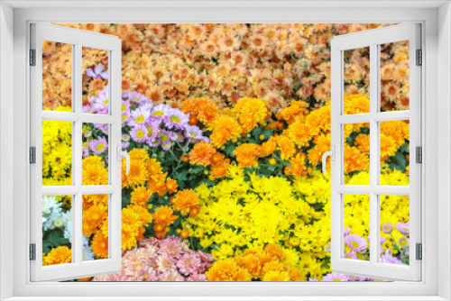 Fototapeta Naklejka Na Ścianę Okno 3D - Various of colorful fancy flowers, gypso, benjamas flower