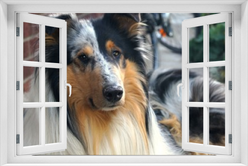 Fototapeta Naklejka Na Ścianę Okno 3D - Blue Merle, Lassie,Collie,hund, collie, haustier, tier, canino, shetland sheepdog, schäferhund, portrait, breed, hübsch, säugetier, weiß, rau, shetland, fell, border, freund, hirte, ahnentafel, 