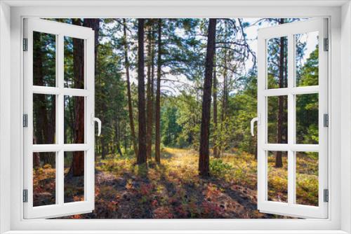 Fototapeta Naklejka Na Ścianę Okno 3D - Scenic trees in a Forest View