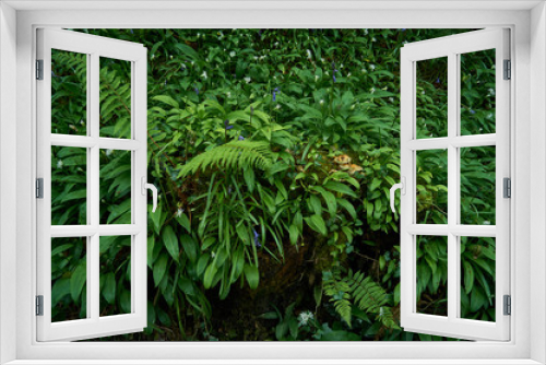 Fototapeta Naklejka Na Ścianę Okno 3D - Spring forest green ground, mixed with fern plants, bluebell flowers, mushrooms and wild garlic