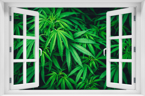 Fototapeta Naklejka Na Ścianę Okno 3D - cannabis