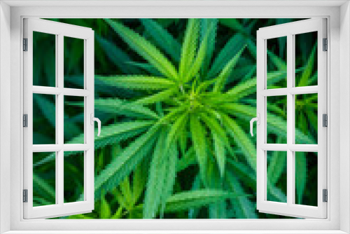 Fototapeta Naklejka Na Ścianę Okno 3D - cannabis plant