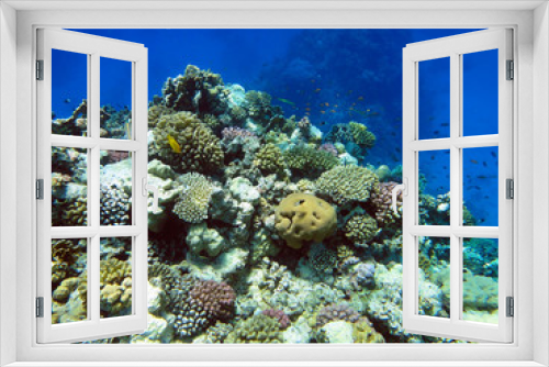 Fototapeta Naklejka Na Ścianę Okno 3D - Beautiful underwater world with corals and exotic fish in the Red sea. Egypt    