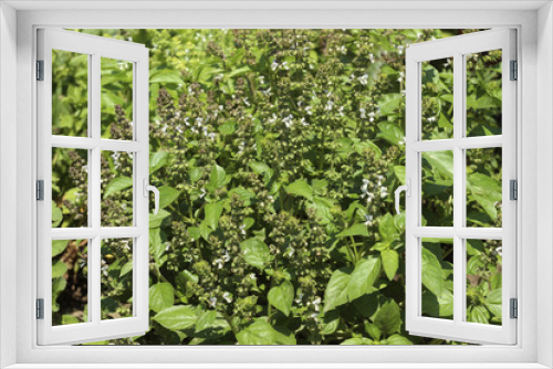 Fototapeta Naklejka Na Ścianę Okno 3D - Flowering Basil, an aromatic plant growing in the garden, great spice