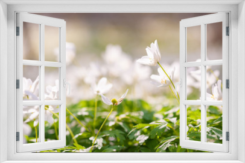 Fototapeta Naklejka Na Ścianę Okno 3D - Spring Time Flowers In Forest Floor