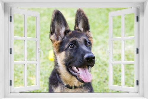 Fototapeta Naklejka Na Ścianę Okno 3D - Cute dog