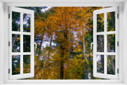 Fototapeta Naklejka Na Ścianę Okno 3D - arbres en forêt