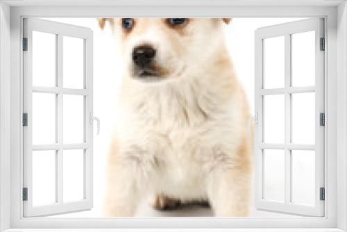 Fototapeta Naklejka Na Ścianę Okno 3D - Cute puppy dog posing against a white background