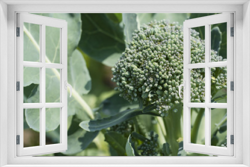 Fototapeta Naklejka Na Ścianę Okno 3D - Green buds of broccoli.