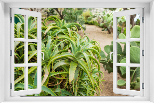 Fototapeta Naklejka Na Ścianę Okno 3D - Aloe Vera Plant