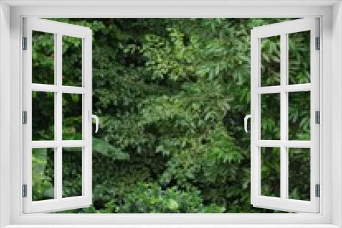 Fototapeta Naklejka Na Ścianę Okno 3D - In den Baumkronen des Regenwaldes