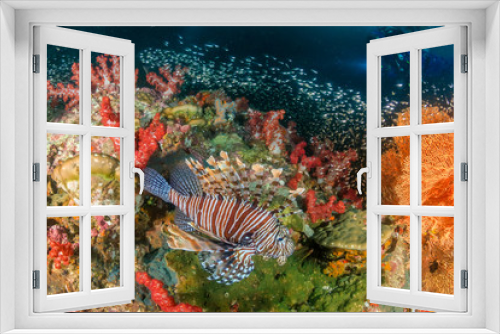 Fototapeta Naklejka Na Ścianę Okno 3D - Colorful Lionfish patrolling a dark tropical coral reef