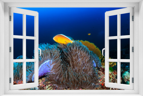 Fototapeta Naklejka Na Ścianę Okno 3D - Beautiful Skunk Clownfish on a dark tropical coral reef at dawn
