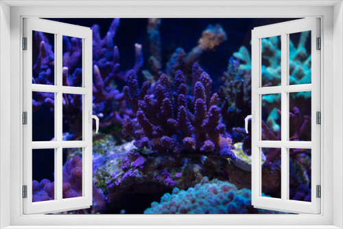 Fototapeta Naklejka Na Ścianę Okno 3D -  Acropora, SPS hard coral