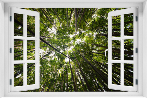 Fototapeta Naklejka Na Ścianę Okno 3D - Looking up in a bamboo forest on Oahu, Hawaii