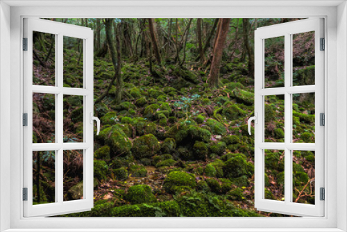Fototapeta Naklejka Na Ścianę Okno 3D - Ancient Forest #3