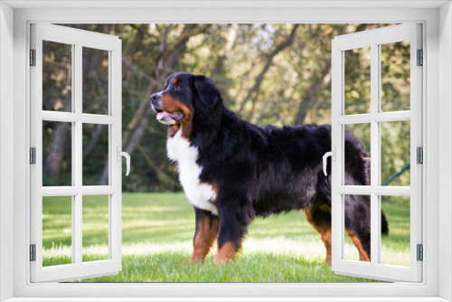 Fototapeta Naklejka Na Ścianę Okno 3D - Bernese mountain dog girl posing outside.	