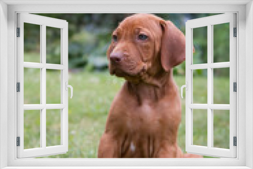 Fototapeta Naklejka Na Ścianę Okno 3D - Rhodesian ridgeback puppy in the green park. Small puppy portrait.