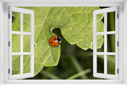 Fototapeta Naklejka Na Ścianę Okno 3D - little red ladybird with black dots sitting on a big green leaf