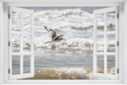 Fototapeta Naklejka Na Ścianę Okno 3D - Willet taking flight on a seashore