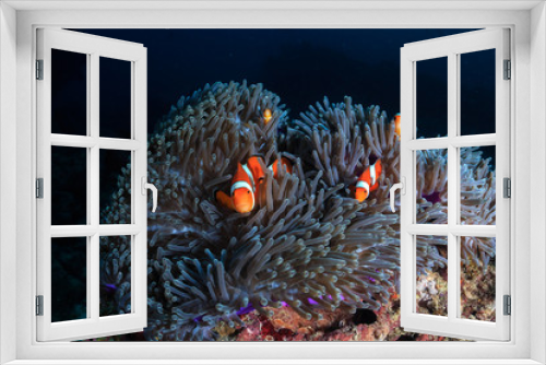 Fototapeta Naklejka Na Ścianę Okno 3D - A family of beautiful False Clownfish in their host anemone on a tropical coral reef