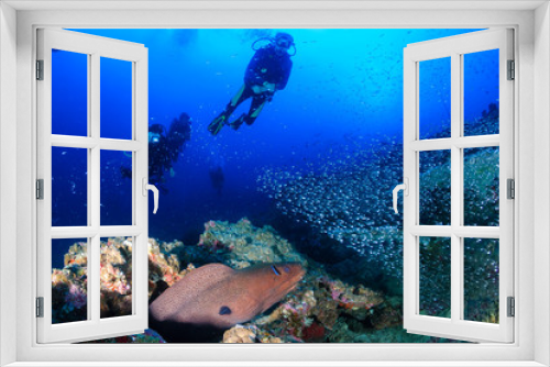 Fototapeta Naklejka Na Ścianę Okno 3D - Giant Moray Eel and background SCUBA divers on a deep, dark, tropical coral reef
