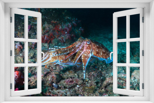 Fototapeta Naklejka Na Ścianę Okno 3D - A pair of beautiful Cuttlefish mating on a dark coral reef at dawn