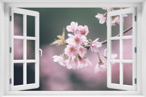 Fototapeta Naklejka Na Ścianę Okno 3D - Cherry blossom flowers , sakura flowers in pink background vintage style