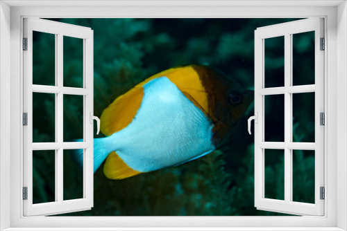 Fototapeta Naklejka Na Ścianę Okno 3D - Pyramid Butterflyfish Hemitaurichtys polylepis