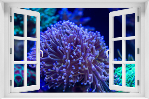 Fototapeta Naklejka Na Ścianę Okno 3D - Golden Torch Coral (Euphyllia glabrescens)