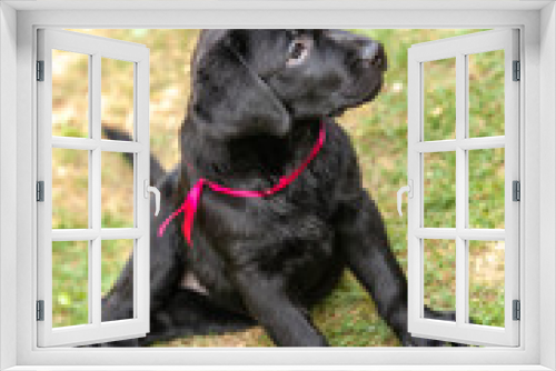 Fototapeta Naklejka Na Ścianę Okno 3D - black labrador puppy on the grass