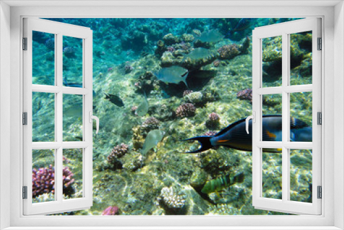 Fototapeta Naklejka Na Ścianę Okno 3D - Beautiful underwater world with corals and exotic fish in the Red sea. Egypt 