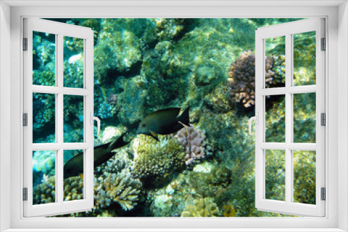 Fototapeta Naklejka Na Ścianę Okno 3D - Beautiful underwater world with corals and exotic fish in the Red sea. Egypt 