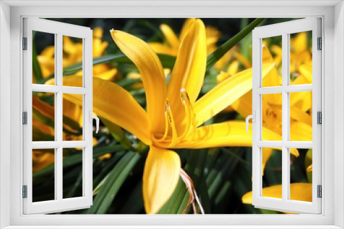 Fototapeta Naklejka Na Ścianę Okno 3D - yellow lily flower