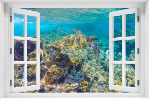 Fototapeta Naklejka Na Ścianę Okno 3D - Turtle in the reef