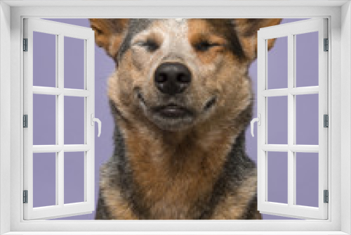 Fototapeta Naklejka Na Ścianę Okno 3D - Funny portrait of an australian cattle dog on a purple background looking content smiling and eyes closed