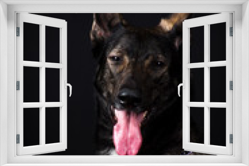 Fototapeta Naklejka Na Ścianę Okno 3D - Big black dog