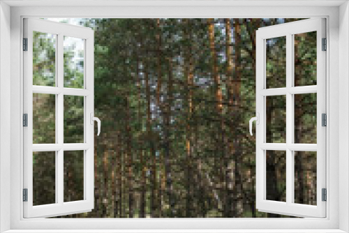 Fototapeta Naklejka Na Ścianę Okno 3D - Forest, wood, лес 