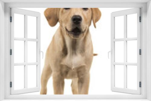 Fototapeta Naklejka Na Ścianę Okno 3D - Standing blond labrador retriever puppy looking at the camera with open mouth isolated on a white background
