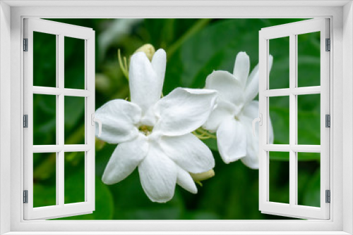 Fototapeta Naklejka Na Ścianę Okno 3D - Close up of jasmine flower.